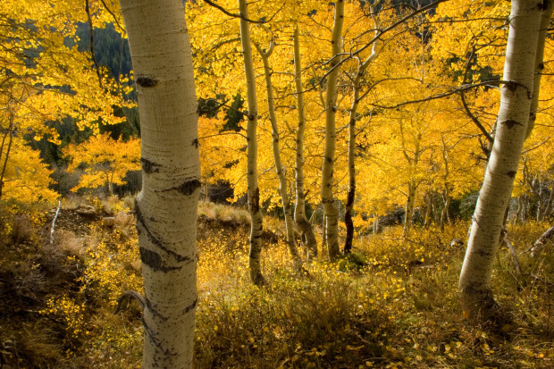 Fall color, Idaho